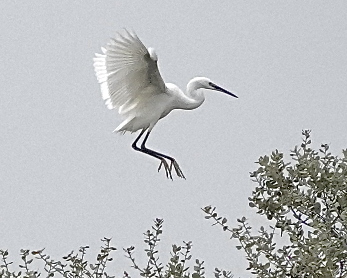 little egret